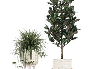 houseplants in a white baskets rattan for the interior 789 3D Model