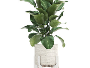 houseplants in a white baskets rattan for the interior 789 3D Model