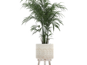 houseplants in a white baskets rattan for the interior 789 3D Model
