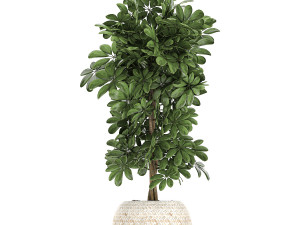 houseplants in a white baskets rattan for the interior 789 3D Model