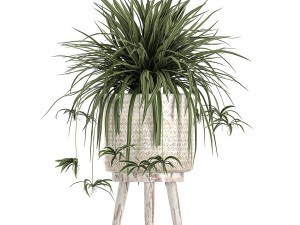 houseplants in a white baskets rattan for the interior 789 3D Model