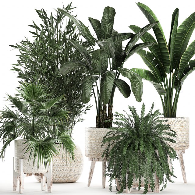 houseplants in a white baskets rattan for the interior 790 3D Model .c4d .max .obj .3ds .fbx .stl .blend 