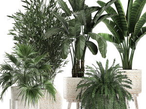 houseplants in a white baskets rattan for the interior 790 3D Model