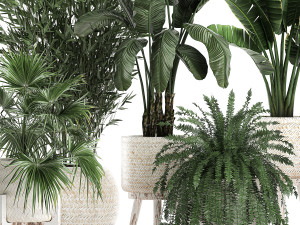 houseplants in a white baskets rattan for the interior 790 3D Model