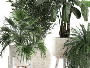 houseplants in a white baskets rattan for the interior 790 3D Model