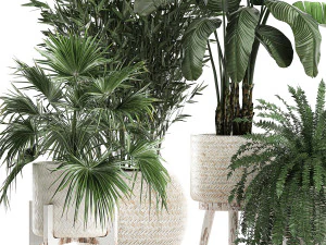 houseplants in a white baskets rattan for the interior 790 3D Model