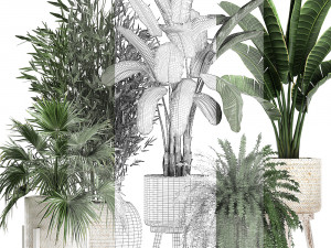 houseplants in a white baskets rattan for the interior 790 3D Model