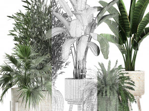 houseplants in a white baskets rattan for the interior 790 3D Model