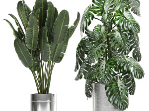 ornamental plants in a chrome flowerpot 791 3D 模型