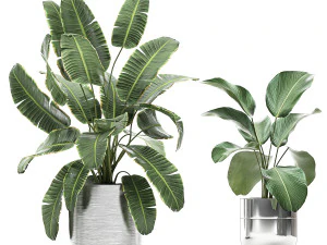 ornamental plants in a chrome flowerpot 791 3D Model