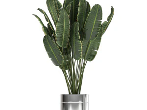 ornamental plants in a chrome flowerpot 791 3D Model