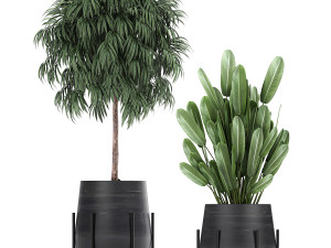 collection of decorative plants in flowerpots 792 3D 模型