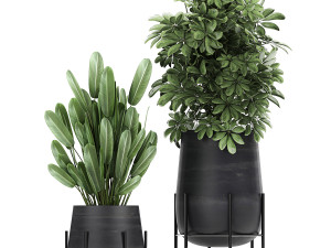 collection of decorative plants in flowerpots 792 3D 模型
