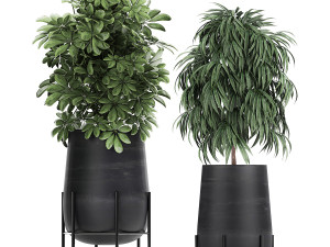 collection of decorative plants in flowerpots 792 3D 模型
