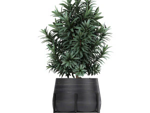 collection of decorative plants in flowerpots 792 3D Model