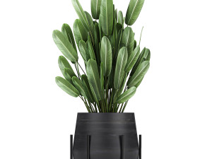 collection of decorative plants in flowerpots 792 3D 模型