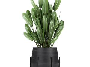 collection of decorative plants in flowerpots 792 3D Model
