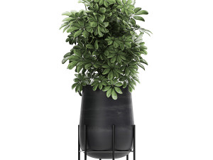 collection of decorative plants in flowerpots 792 3D 模型