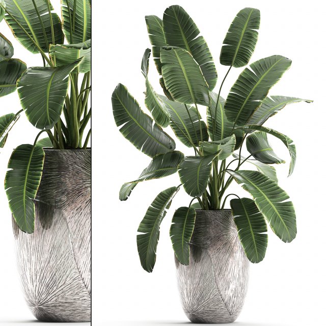 banana palm in a luxury flowerpot 794 3D Model .c4d .max .obj .3ds .fbx .stl .blend 