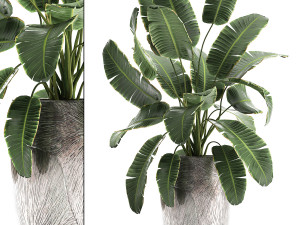 banana palm in a luxury flowerpot 794 3D मॉडल