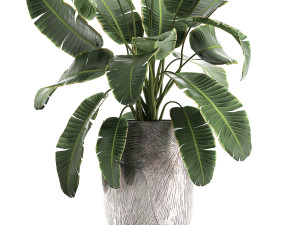 banana palm in a luxury flowerpot 794 3D Model