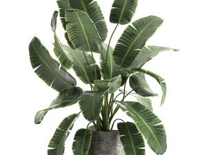 banana palm in a luxury flowerpot 794 3D Model