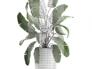banana palm in a luxury flowerpot 794 3D Model