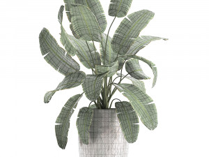 banana palm in a luxury flowerpot 794 3D Model