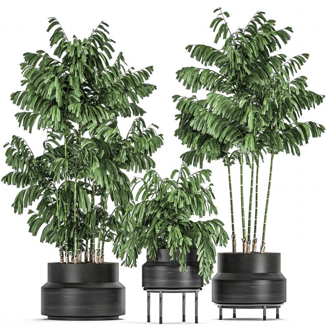 decorative palm chamaedorea in flowerpots 795 3D Model .c4d .max .obj .3ds .fbx .stl .blend 