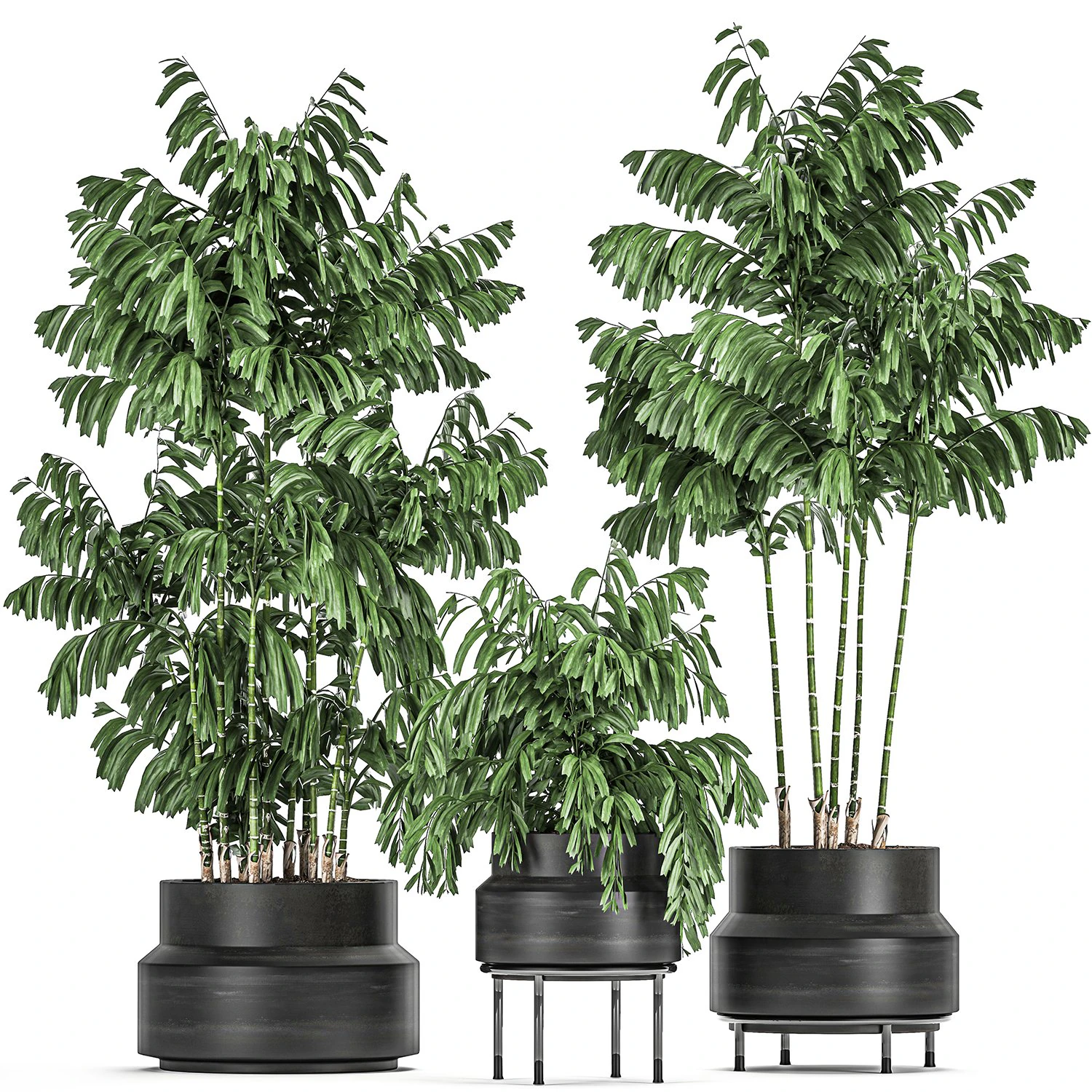 decorative palm chamaedorea in flowerpots 795 3D Model .c4d .max .obj .3ds .fbx .stl .blend