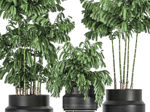 decorative palm chamaedorea in flowerpots 795 3D Model