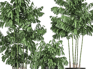 decorative palm chamaedorea in flowerpots 795 3D Model