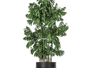 decorative palm chamaedorea in flowerpots 795 3D Model