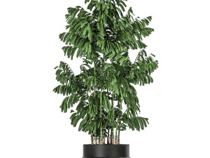 decorative palm chamaedorea in flowerpots 795 3D Model