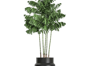 decorative palm chamaedorea in flowerpots 795 3D Model