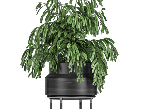 decorative palm chamaedorea in flowerpots 795 3D Model