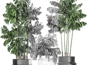 decorative palm chamaedorea in flowerpots 795 3D Model