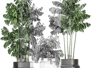 decorative palm chamaedorea in flowerpots 795 3D Model