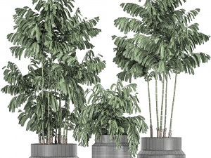 decorative palm chamaedorea in flowerpots 795 3D Model