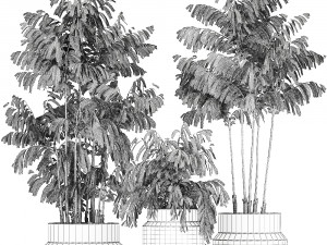 decorative palm chamaedorea in flowerpots 795 3D Model