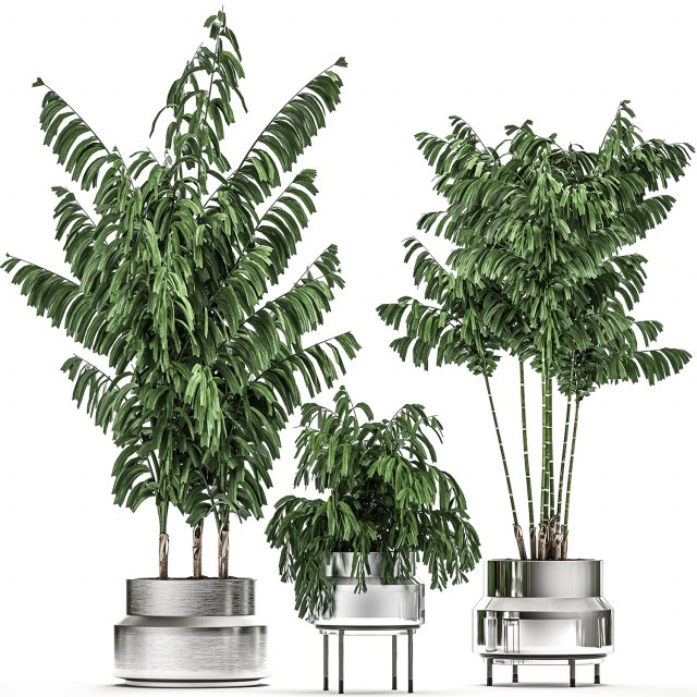 decorative palm chamaedorea in a chrome flowerpot 796 3D 模型 .c4d .max .obj .3ds .fbx .stl .blend 