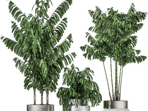 palmeira decorativa chamaedorea em vaso cromado 796 Modelo 3D