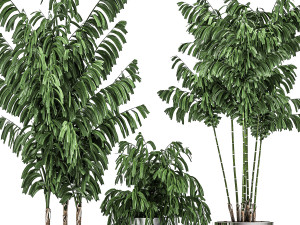 decorative palm chamaedorea in a chrome flowerpot 796 3D 模型