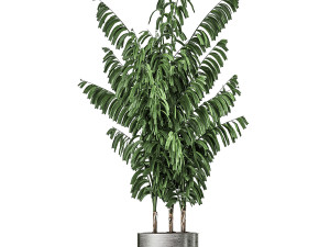 decorative palm chamaedorea in a chrome flowerpot 796 3D 模型