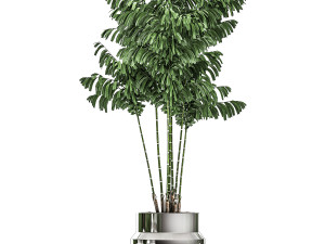 decorative palm chamaedorea in a chrome flowerpot 796 3D 模型
