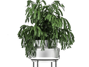decorative palm chamaedorea in a chrome flowerpot 796 3D 模型
