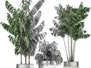 decorative palm chamaedorea in a chrome flowerpot 796 3D 模型