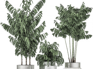 decorative palm chamaedorea in a chrome flowerpot 796 3D 模型