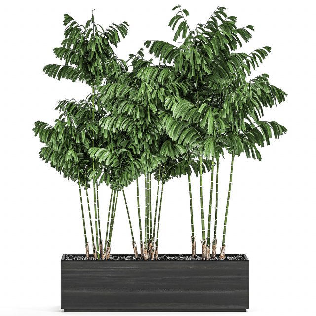 decorative palm chamaedorea in flowerpots 797 3D Модель .c4d .max .obj .3ds .fbx .stl .blend 