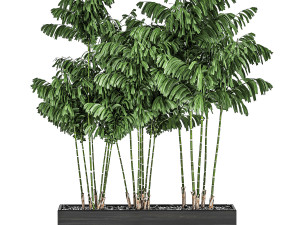 decorative palm chamaedorea in flowerpots 797 3D Model